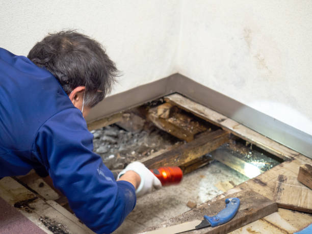 Best Affordable Mold Removal  in Vista, CA