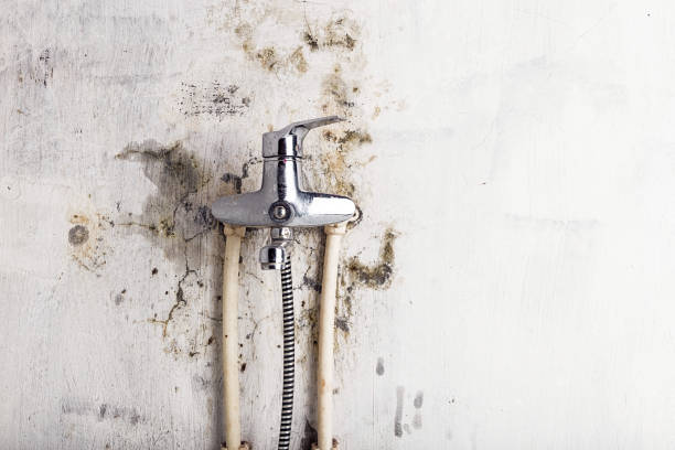 Best Residential Mold Removal  in Vista, CA