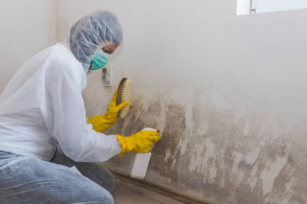 Best Residential Mold Removal  in Vista, CA