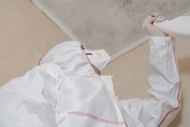Best Certified Mold Removal  in Vista, CA