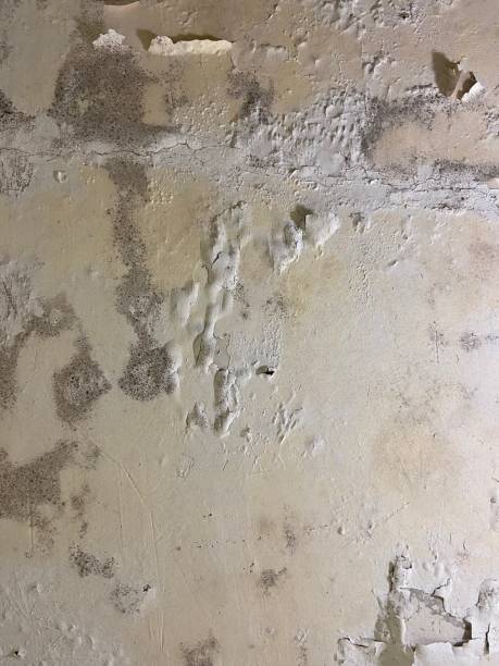 Best Best Mold Removal Companies  in Vista, CA