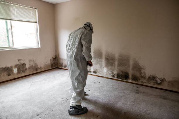 Best Black Mold Removal  in Vista, CA