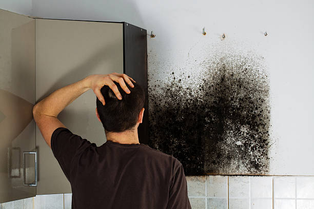 Trusted Vista, CA Mold Removal Experts