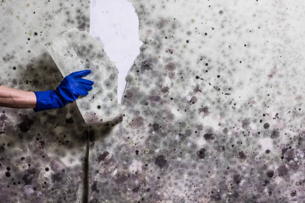 Best Commercial Mold Removal  in Vista, CA