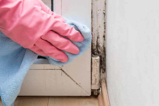 Best Certified Mold Removal  in Vista, CA